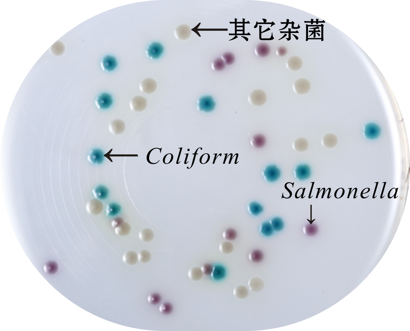 沙門氏菌顯色培養(yǎng)基生物圖冊