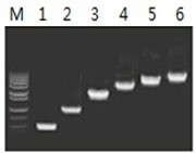 50μl 擴(kuò)增體系中，以 5ng λDNA 為模板，對(duì) 500bp~6.0kb 的擴(kuò)增結(jié)果