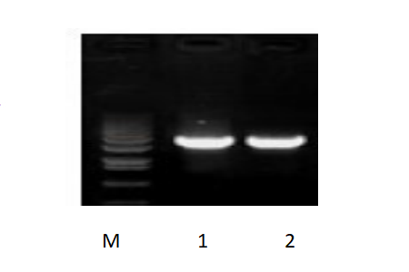 50μl 擴(kuò)增體系，以 50ng 人基因組DNA 為模板，對 3kb 片段擴(kuò)增結(jié)果。