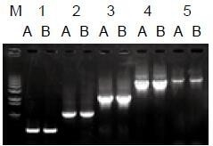 使用普通（A組）及含染料（B組）的2×Taq Master Mix配制的50μl擴(kuò)增體系，以5ng λDNA為模板， 對(duì)500bp～6.0kb片段的擴(kuò)增結(jié)果