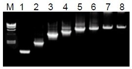 50μL 擴(kuò)增體系中，λDNA 為模板，擴(kuò)增 1kb~20kb 片段。