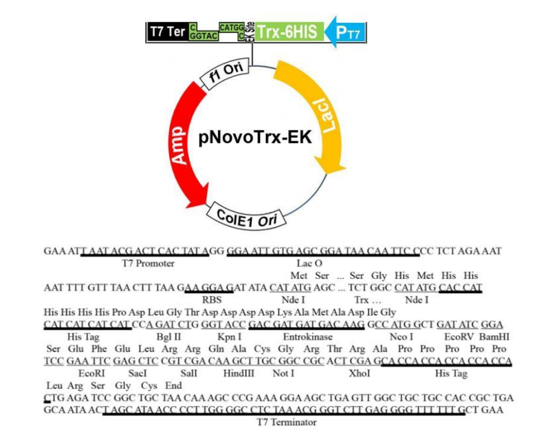 pTrx-EK 結(jié)構(gòu)圖