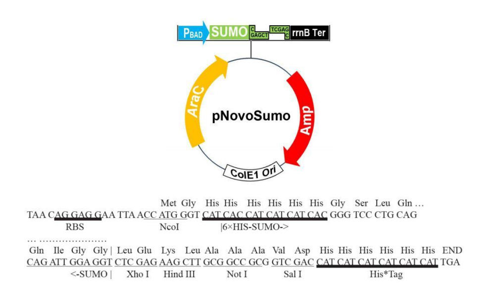 pSumo 結構圖