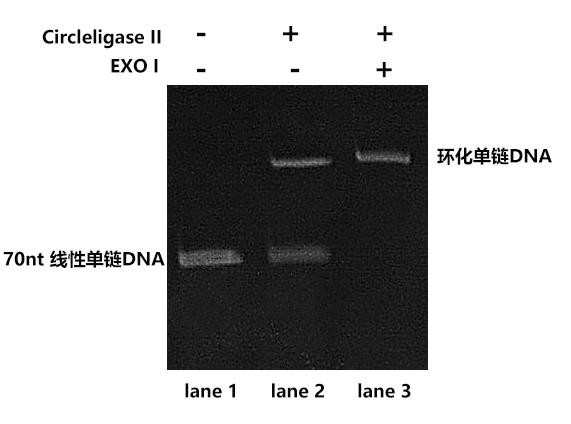 Circleligase II 連接結(jié)果檢測（變性 PAGE 膠）