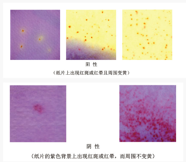 濕式餐具大腸菌群檢驗(yàn)紙片檢測判斷