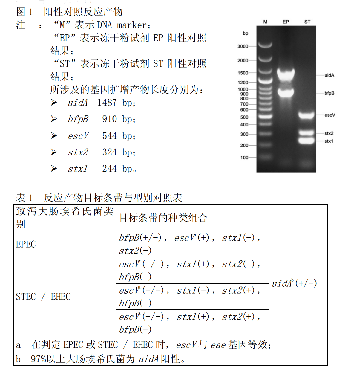 EPEC-STEC-EHEC多重PCR檢測試劑盒結(jié)果判讀