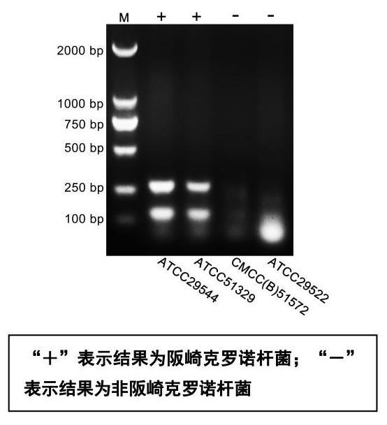 阪崎克羅諾桿菌多重PCR檢測試劑盒技術(shù)原理